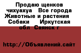 Продаю щенков чихуахуа - Все города Животные и растения » Собаки   . Иркутская обл.,Саянск г.